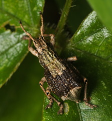 Episomus chinensis