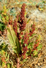 Rumex fueginus