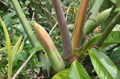 Philodendron llanense