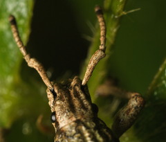 Episomus chinensis