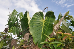 Philodendron llanense