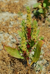 Rumex fueginus