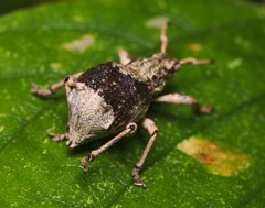 Episomus chinensis