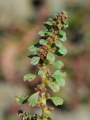 Amaranthus californicus