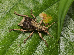Episomus chinensis