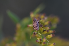 Listroderes difficilis