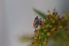 Listroderes difficilis