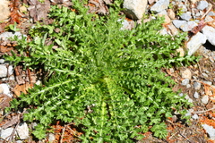 Cirsium edule