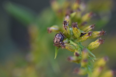 Listroderes difficilis