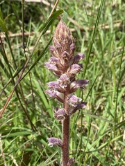Orobanche minor