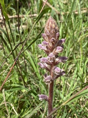 Orobanche minor