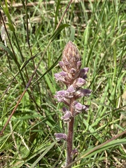 Orobanche minor