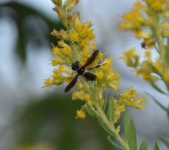 Trichopoda plumipes