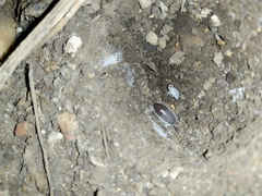 Porcellio hoffmannseggii