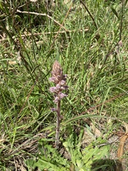 Orobanche minor