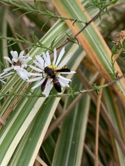 Parancistrocerus histrio