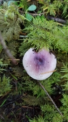 Russula murrillii