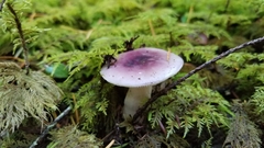 Russula murrillii