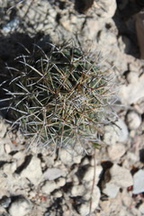 Coryphantha salinensis