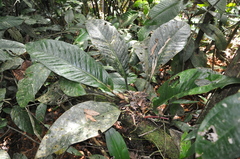 Anthurium ramonense