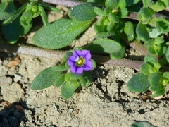 Calibrachoa parviflora