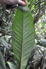Anthurium ramonense