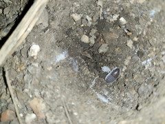 Porcellio hoffmannseggii