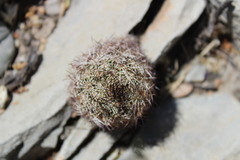 Coryphantha nickelsiae