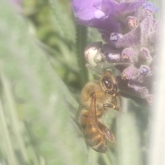 Apis mellifera