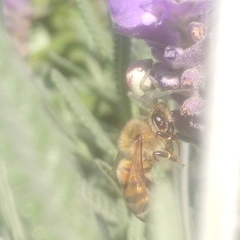 Apis mellifera