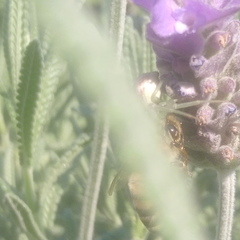 Apis mellifera