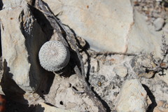 Epithelantha