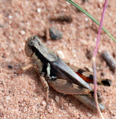 Melanoplus glaucipes