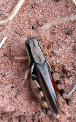 Melanoplus glaucipes