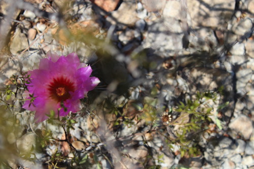 Glory of Texas (Thelocactus bicolor)
