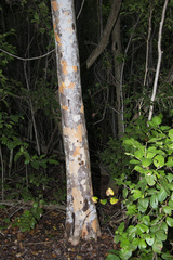 Metopium toxiferum image