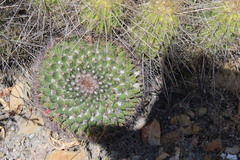 Mammillaria melanocentra melanocentra