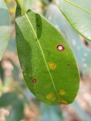 Mycosphaerella colorata