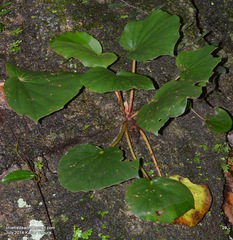 Begonia floccifera
