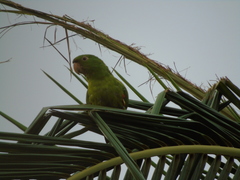 Psittacara leucophthalmus