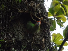 Aratinga auricapillus