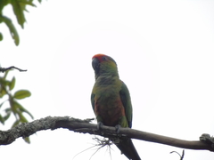 Aratinga auricapillus