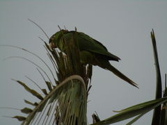 Psittacara leucophthalmus