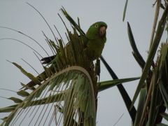 Psittacara leucophthalmus