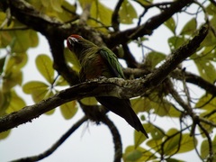 Aratinga auricapillus