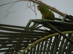 Psittacara leucophthalmus