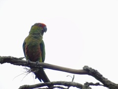 Aratinga auricapillus