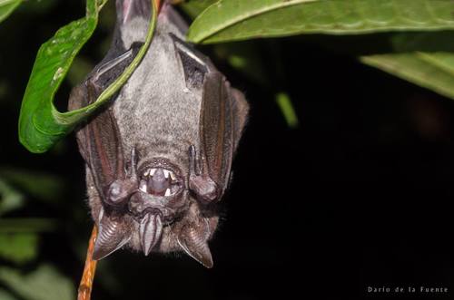 Dark Fruit-eating Bat