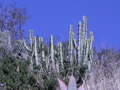 Euphorbia coerulescens