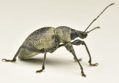 Otiorhynchus pseudonothus